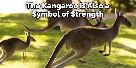 kankaloo meaning|KANGAROO .